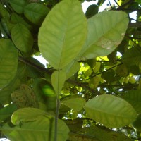 Citrus maxima (Burm.) Merr.